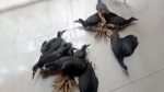 ডাহুক পাখি শিকার, কুলাউড়ায় তরুণকে ২০ হাজার টাকা জরিমানা