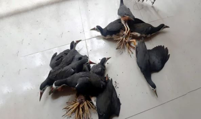 ডাহুক পাখি শিকার, কুলাউড়ায় তরুণকে ২০ হাজার টাকা জরিমানা