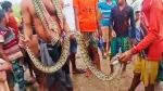 সুনামগঞ্জে অজগরকে পিটিয়ে মাড়লো